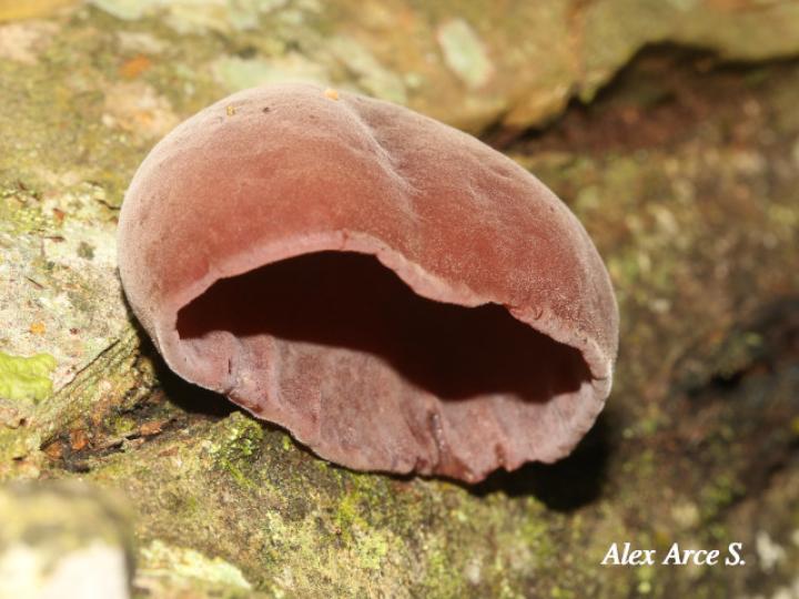 Auricularia fuscosuccinea (Hongo oreja de chancho)