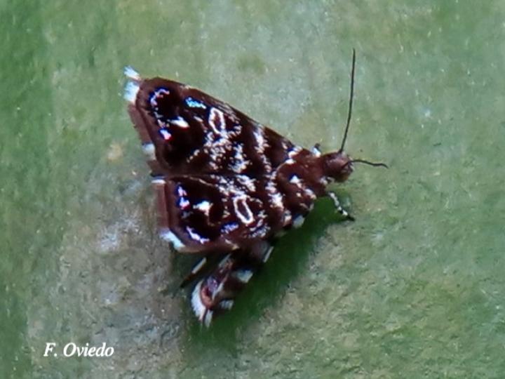 Brenthia sp (Polilla metálica)