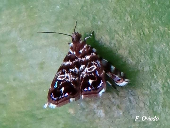 Brenthia sp (Polilla metálica)