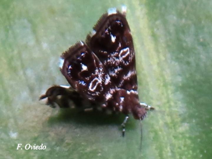 Brenthia sp (Polilla metálica)