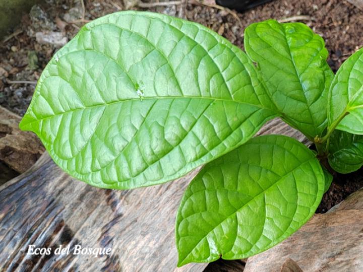 Callichlamys latifolia (Plántula)