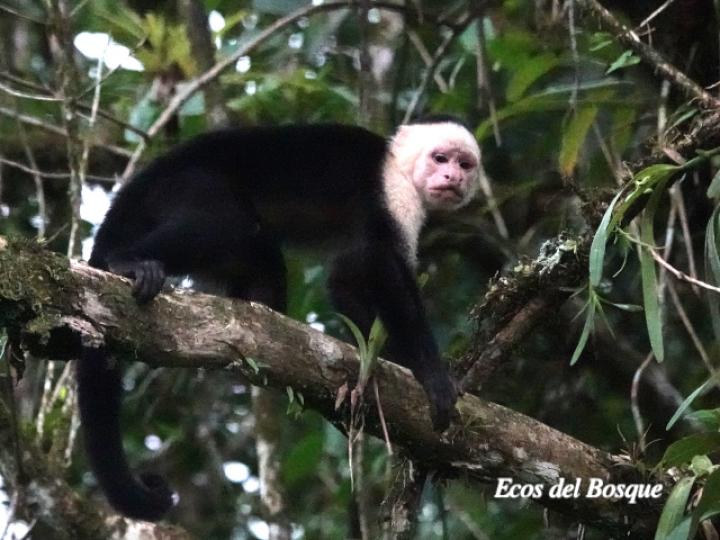 Cebus capucinus (Mono cariblanco)