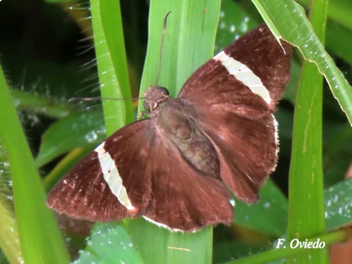 Cecropterus zarex (Fajada chica)