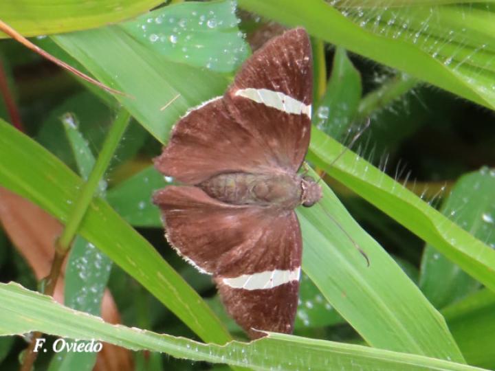 Cecropterus zarex (Fajada chica)