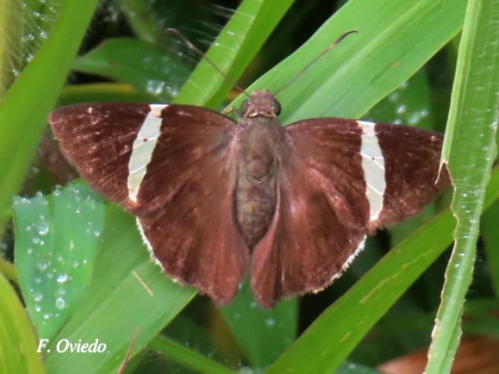 Cecropterus zarex (Fajada chica)
