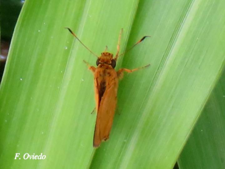 Cecropterus zarex (Fajada chica)