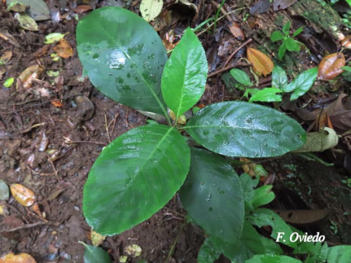 Centropogon granulosus