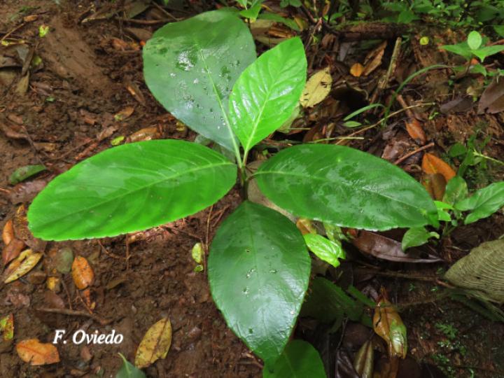 Centropogon granulosus