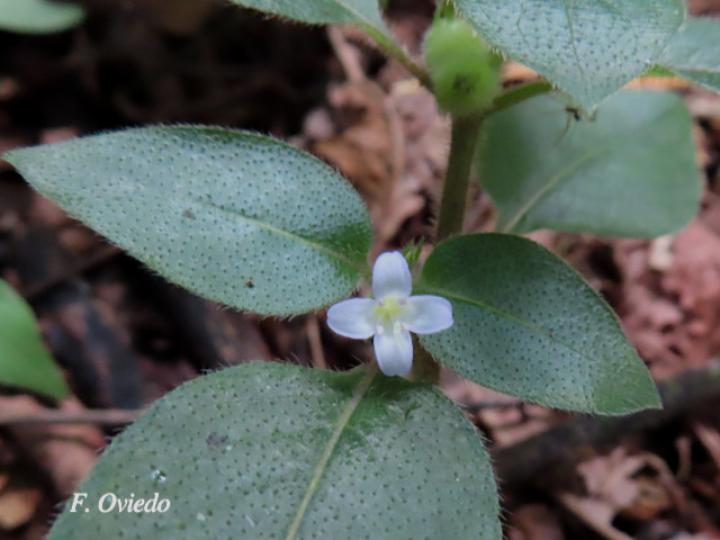 Coccocypselum hispidulum