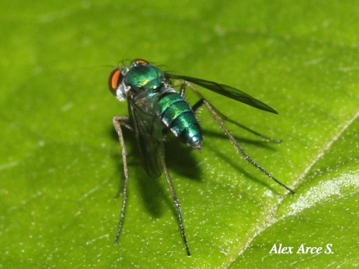Moscas de patas largas sp2