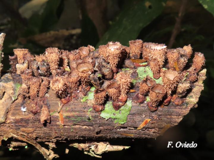 Cyathus striatus (Hongos nido)