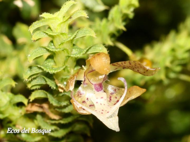 Dichaea hystricina