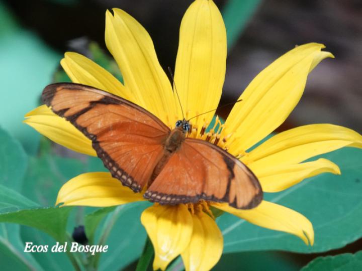 Dryas iulia moderata (Julia)