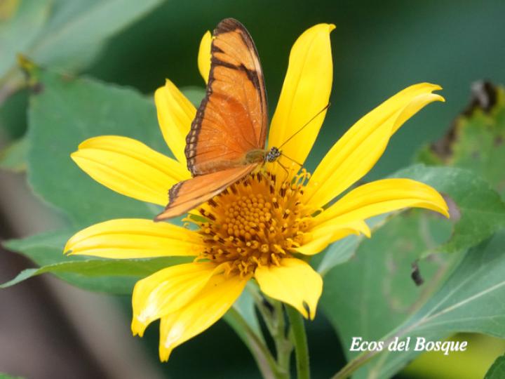 Dryas iulia moderata (Julia)