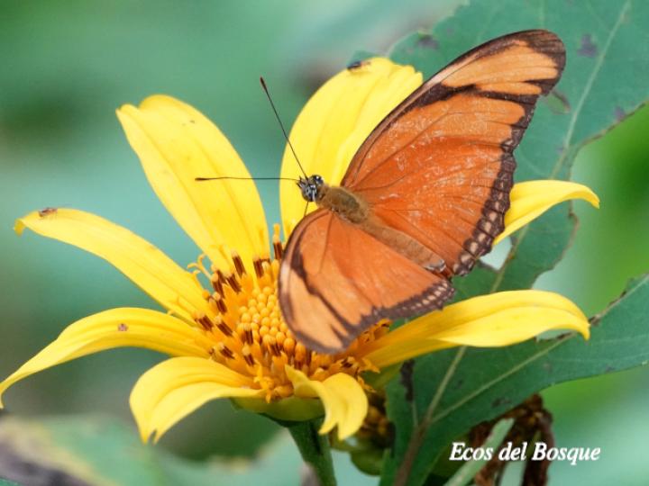 Dryas iulia moderata (Julia)