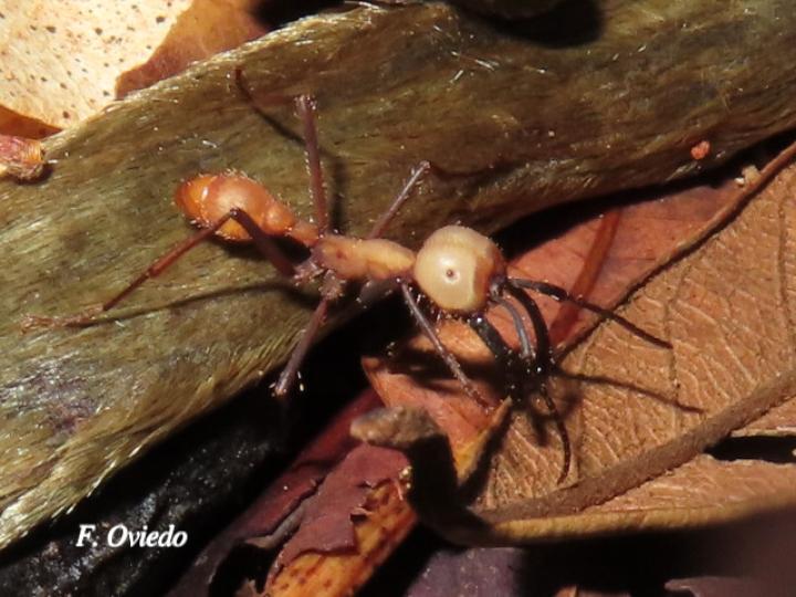 Eciton burchelli (Hormigas arrieras)