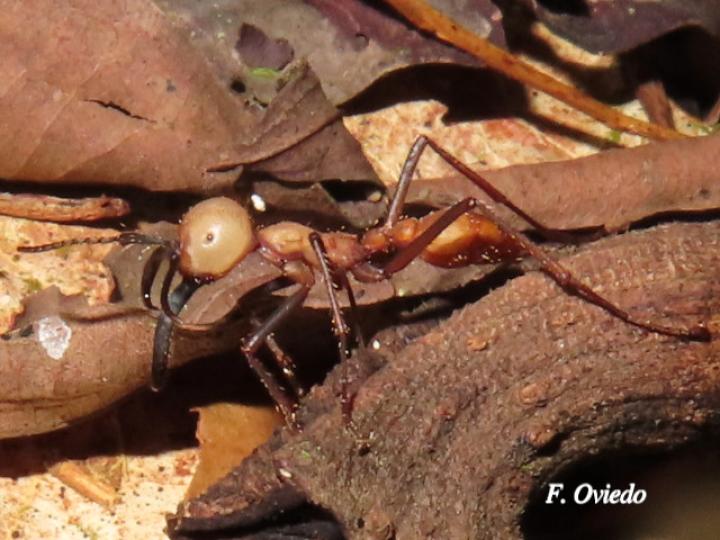 Eciton burchelli (Hormigas arrieras)