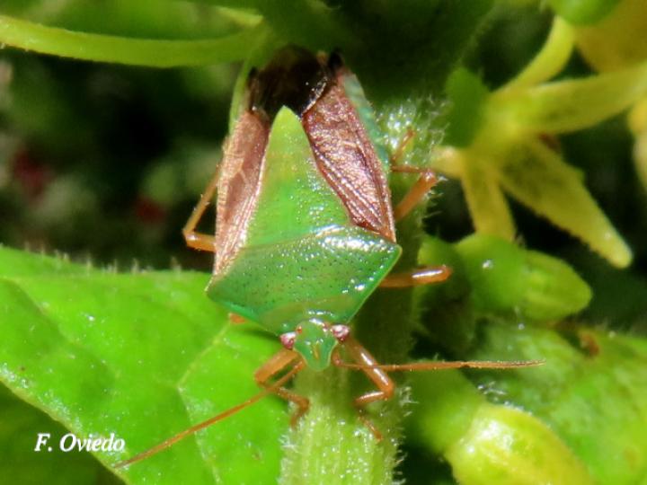 Edessa meditabunda (Alquiche chico)