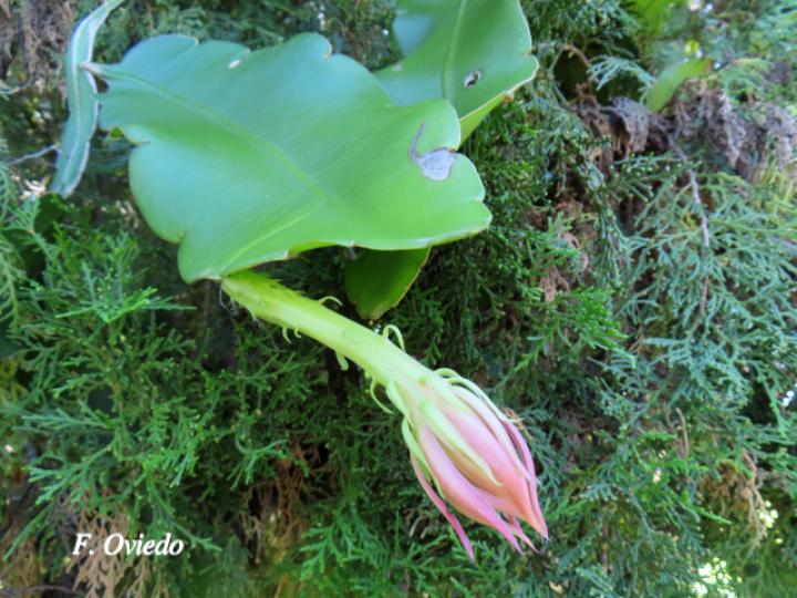 Epiphyllum thomasianum