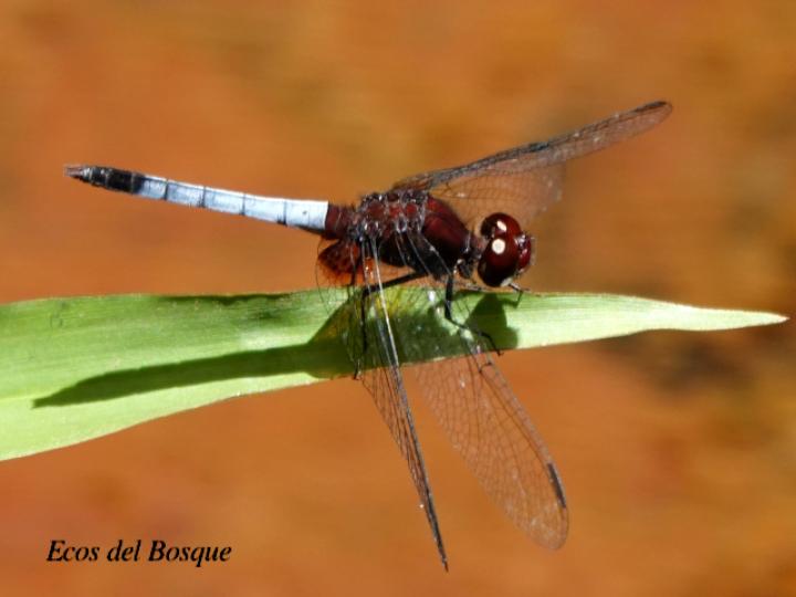 Erythrodiplax fusca (Rayadora colorada)