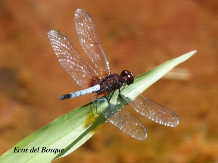 Erythrodiplax fusca (Rayadora colorada)