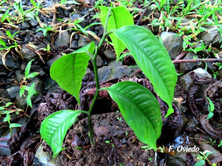 Eschweilera sessilis (Alma negra)
