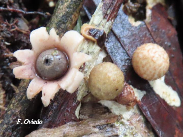 Geastrum schweinitzii (Estrella de tierra)