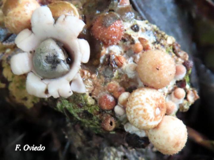 Geastrum schweinitzii (Estrella de tierra)