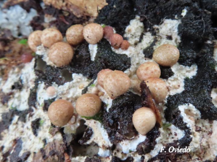 Geastrum schweinitzii (Estrella de tierra)