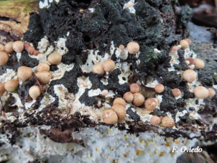 Geastrum schweinitzii (Estrella de tierra)