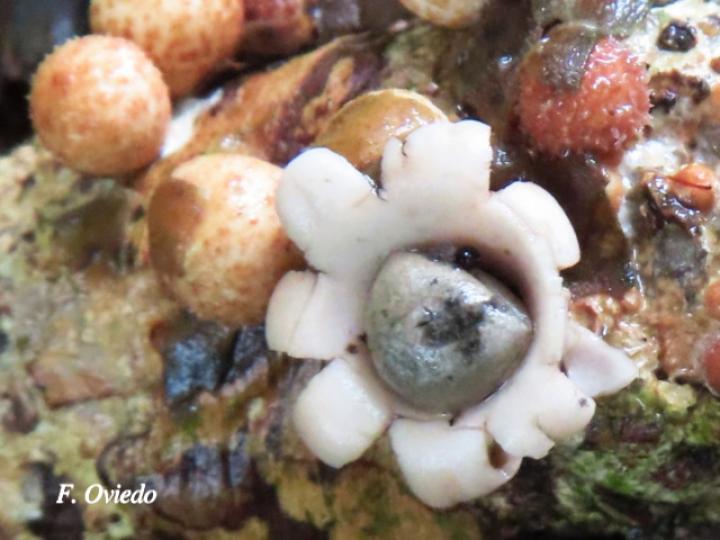 Geastrum schweinitzii (Estrella de tierra)