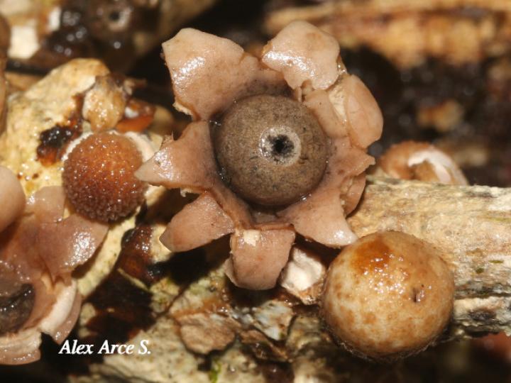 Geastrum schweinitzii (Estrella de tierra)