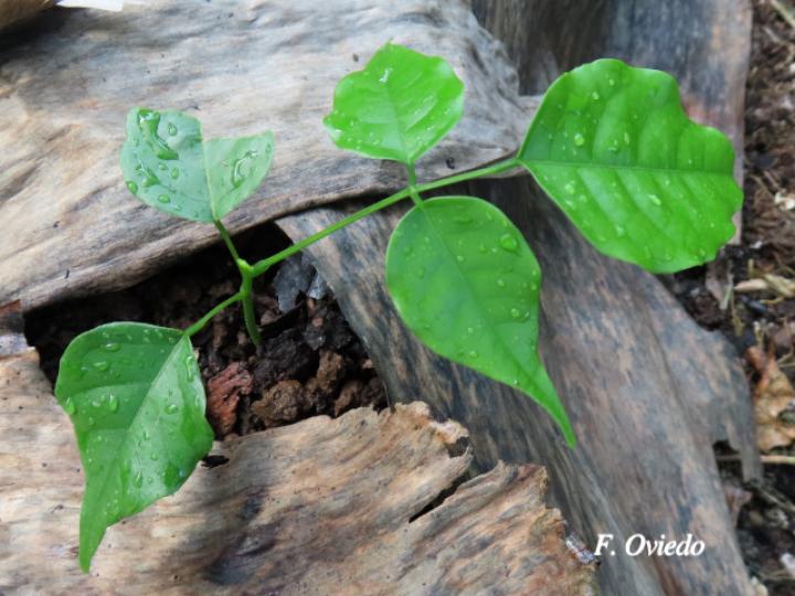 Lonchocarpus oliganthus (Chaperno)