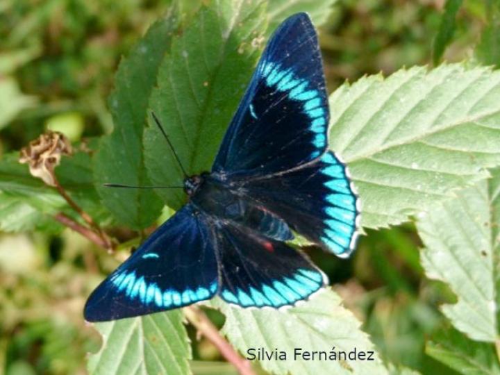 Lyropteryx lyra cleadas (Mariposa rubíes rayados)