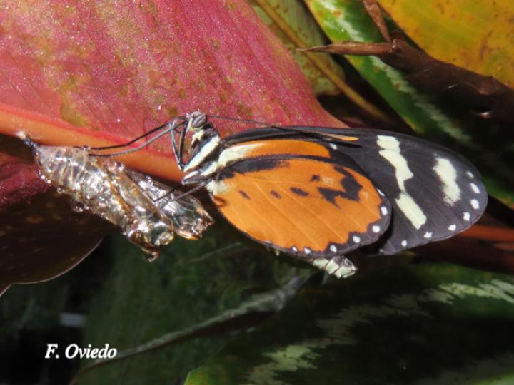 Mechanitis polymnia isthmia