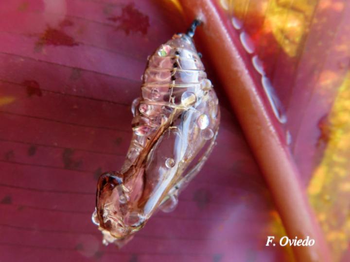 Mechanitis polymnia isthmia