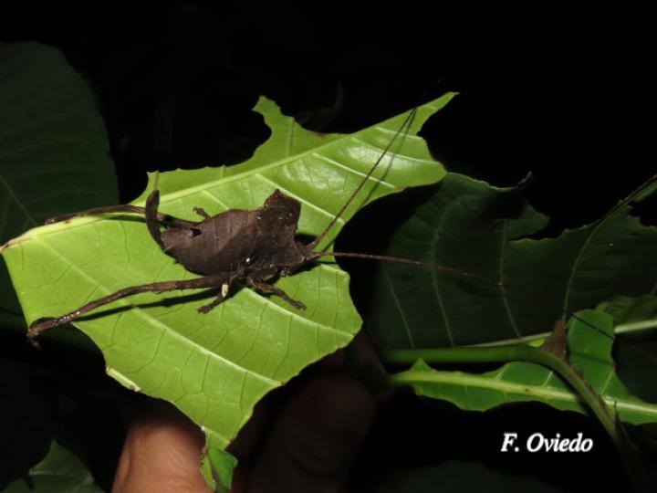 Mimetica incisa