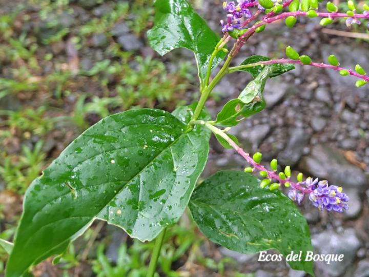 Monnina parasylvatica