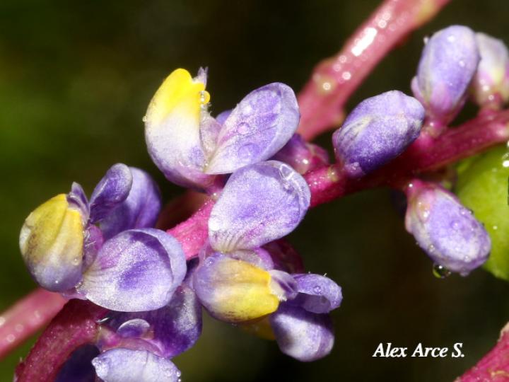 Monnina parasylvatica