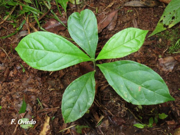 Monnina parasylvatica