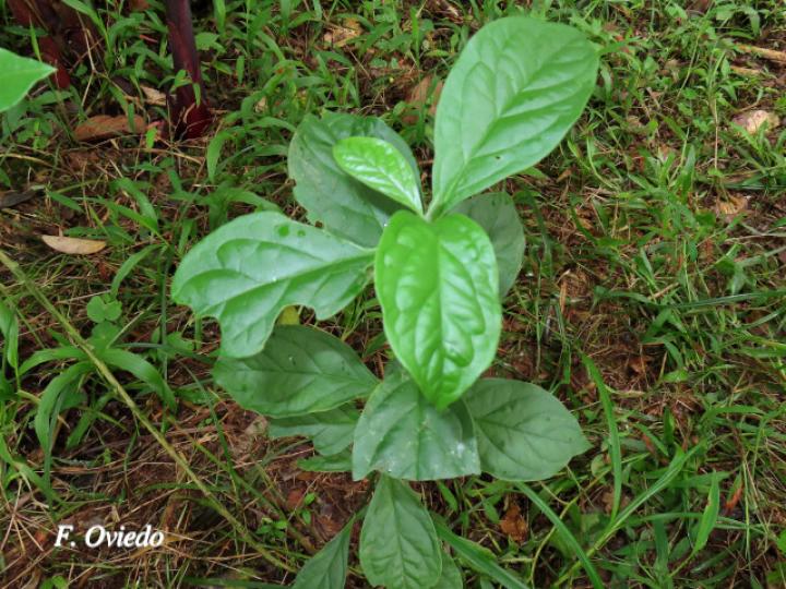 Monnina parasylvatica