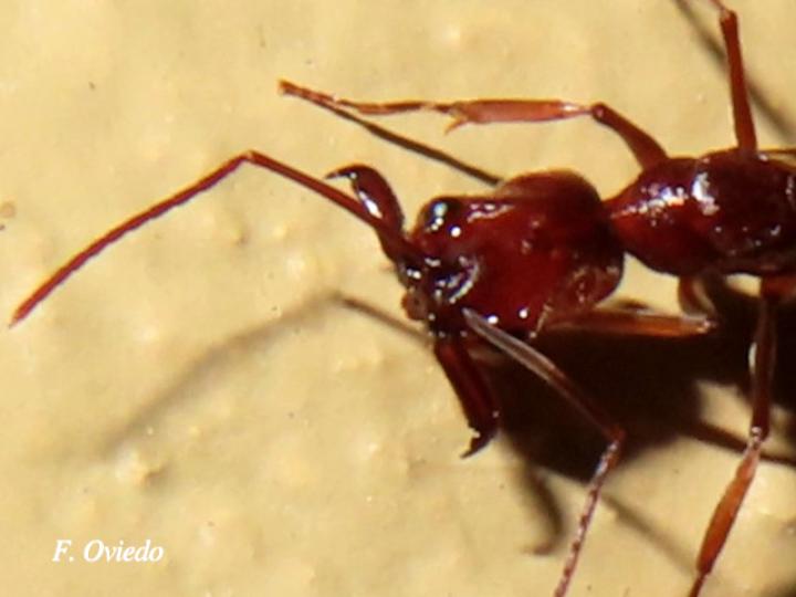 Odontomachus sp (Hormigas trampa)