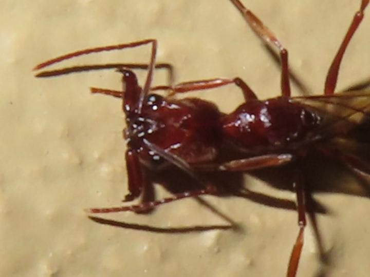 Odontomachus sp (Hormigas trampa)