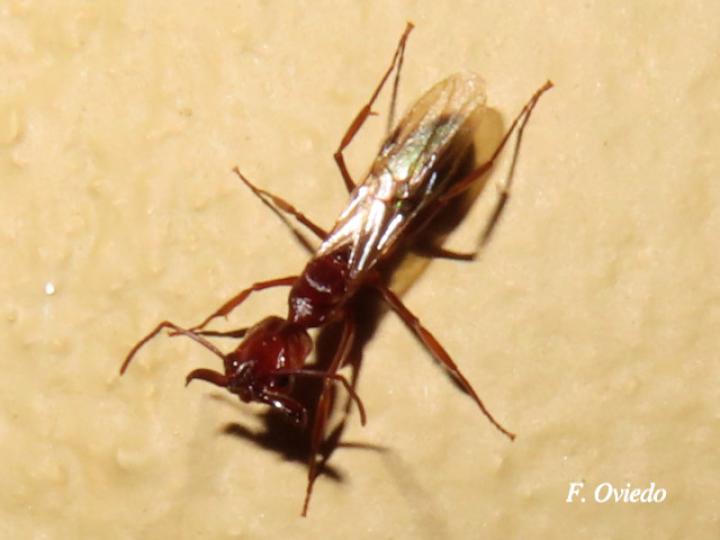 Odontomachus sp (Hormigas trampa)