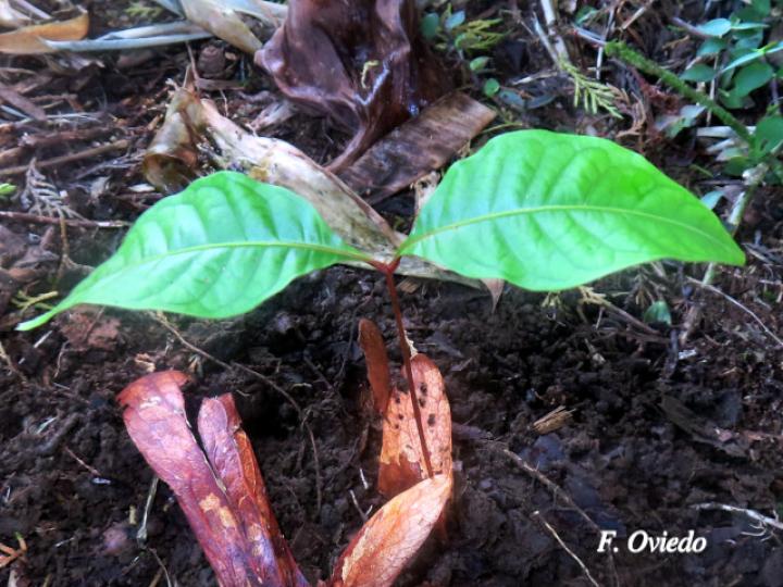 Oreomunnea pterocarpa (Campano)
