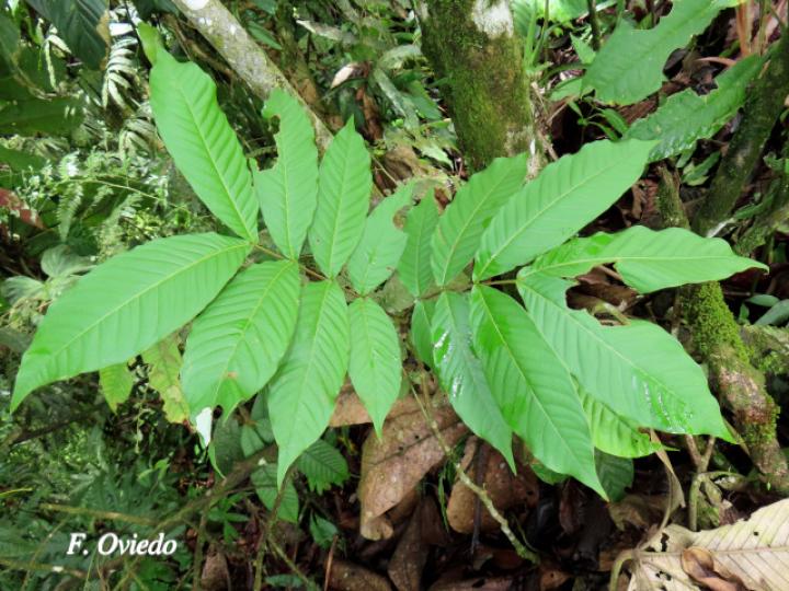 Oreomunnea pterocarpa (Campano)