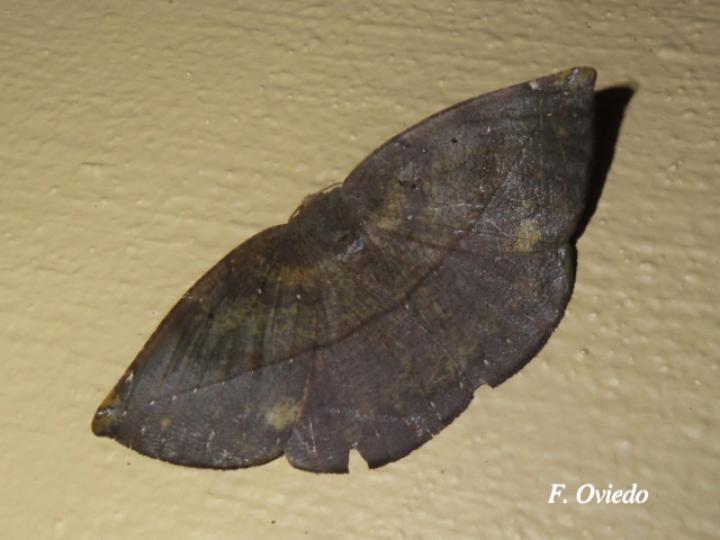 Oxydia agliata