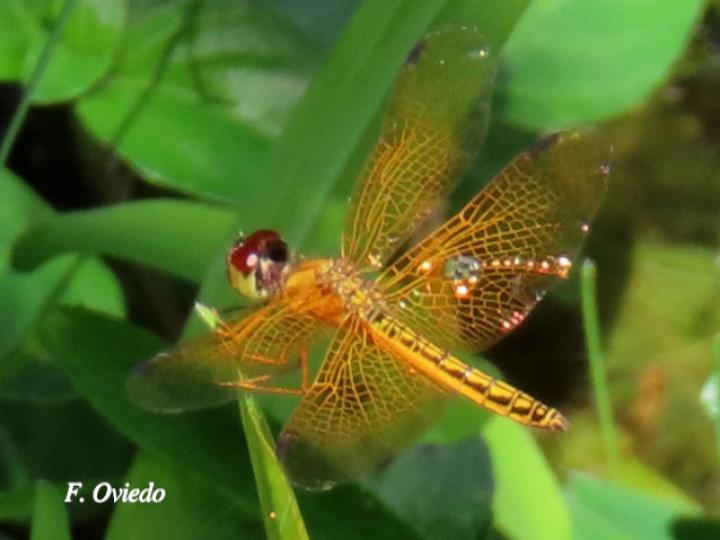 Perithemis tenera (Ambarina del este)