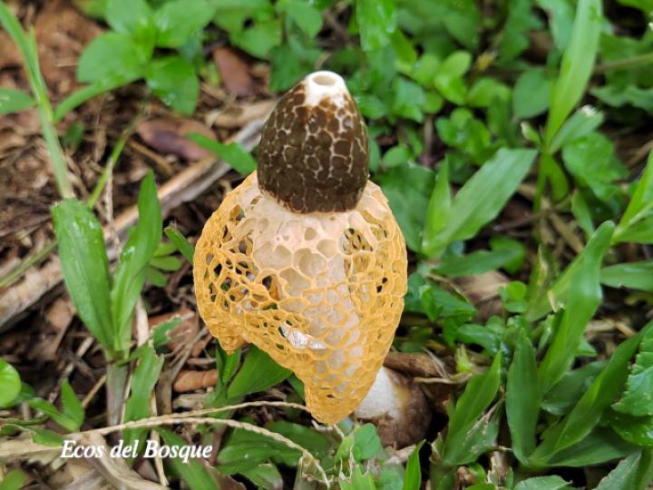 Phallus indusiatus (Hongo velo de novia)