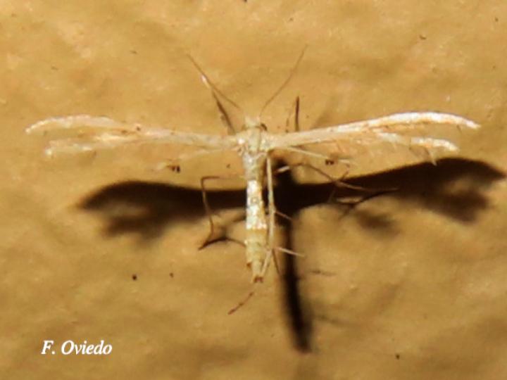 Polilla Pterophoridae (Polilla de pluma)